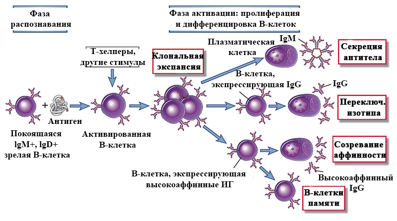 limfocity-norma-u-zhenshchin-po-vozrastu-tablica